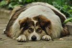 Comment aider votre chien à maigrir ?