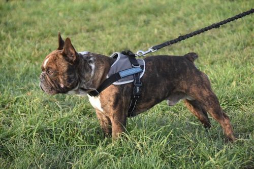 Lire la suite à propos de l’article Comment bien choisir un harnais pour son chien ?