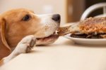 Chien voleur : que faire pour que ça cesse ?