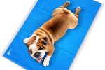 Tapis rafraîchissant pour chien : miracle ou arnaque ?