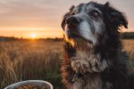 Croquettes sans céréales : avantages et inconvénients