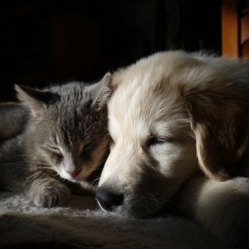 Lire la suite à propos de l’article Vendre un chiot ou un chaton : les règles à respecter.