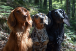 Le teckel : un petit chien au grand coeur.